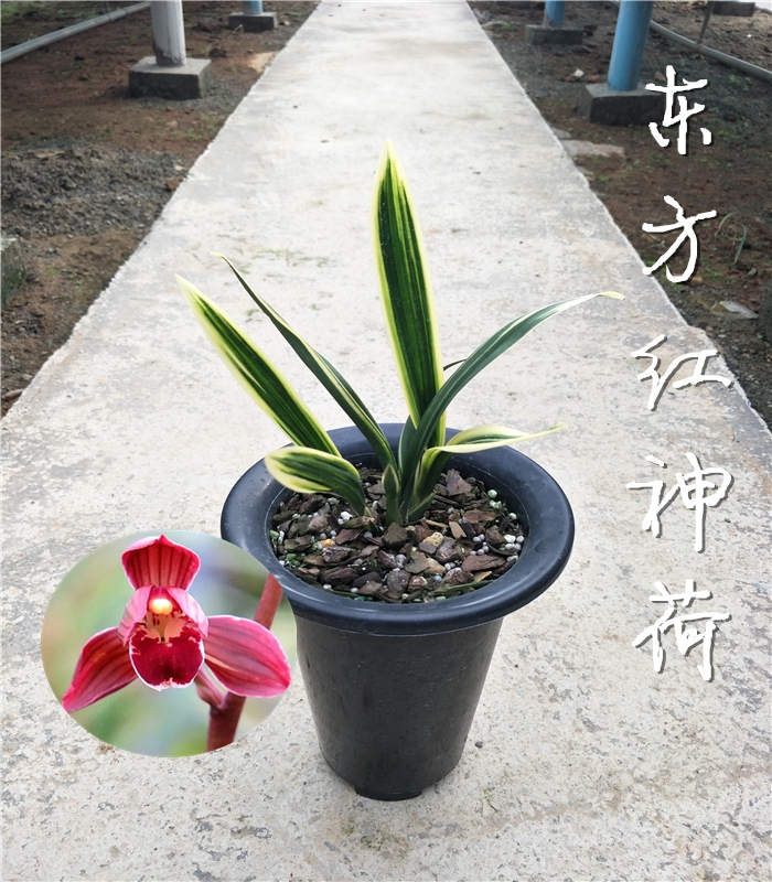 兰花四季开花金边矮种东方红神荷瓣兰花迷你浓香室内绿植盆栽花卉：四季花开的秘密花园