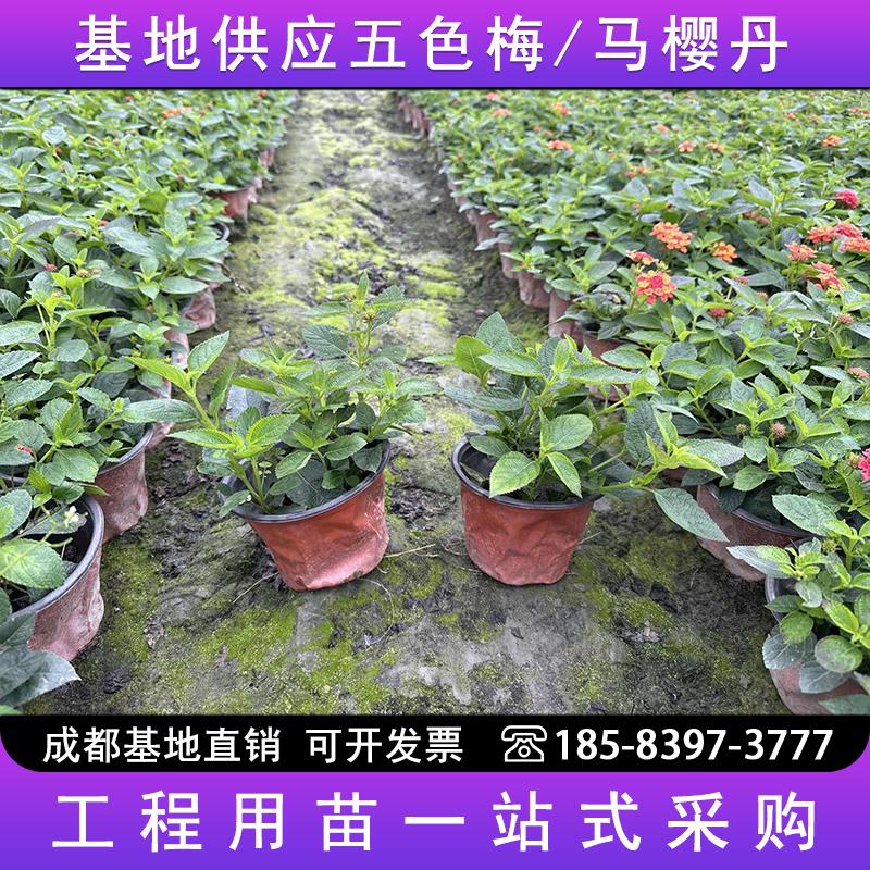 五色梅：四季花开的庭院精灵，耐热耐旱的多年生植物！