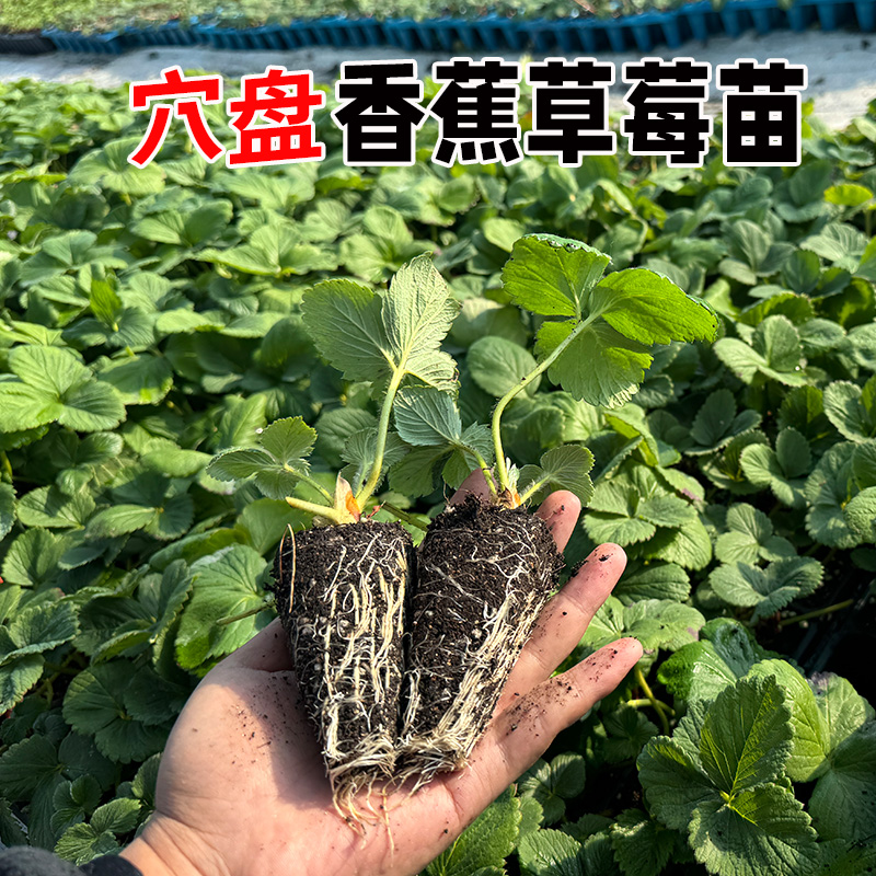 香蕉草莓脱苗草莓苗籽四季结果草莓地栽苗四季结果小盆栽草莓盆栽：打造全年无休的草莓乐园！