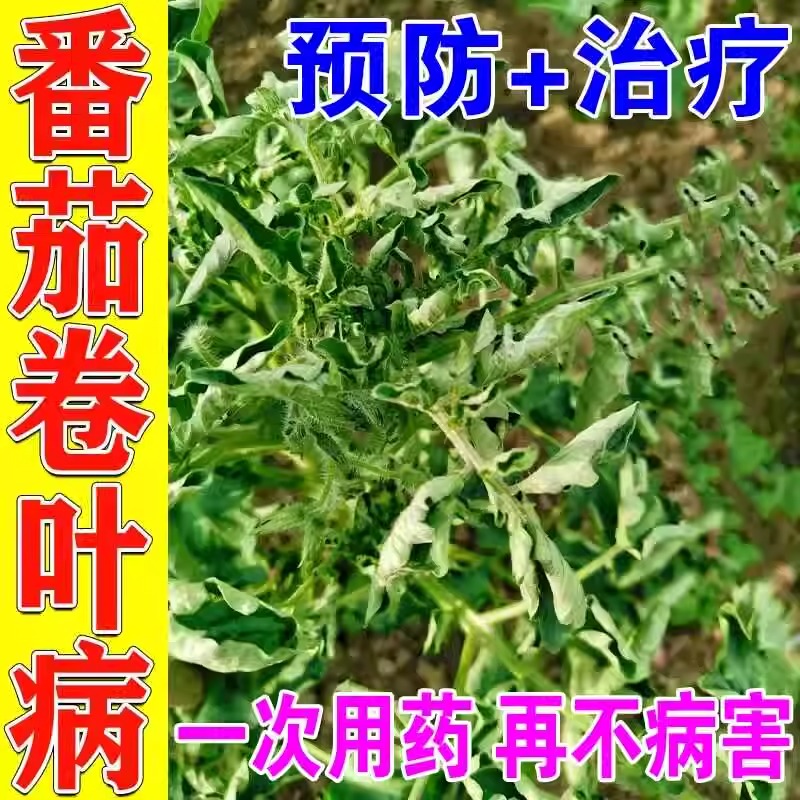 番茄疫菌清：守护你的西红柿，远离病害困扰！