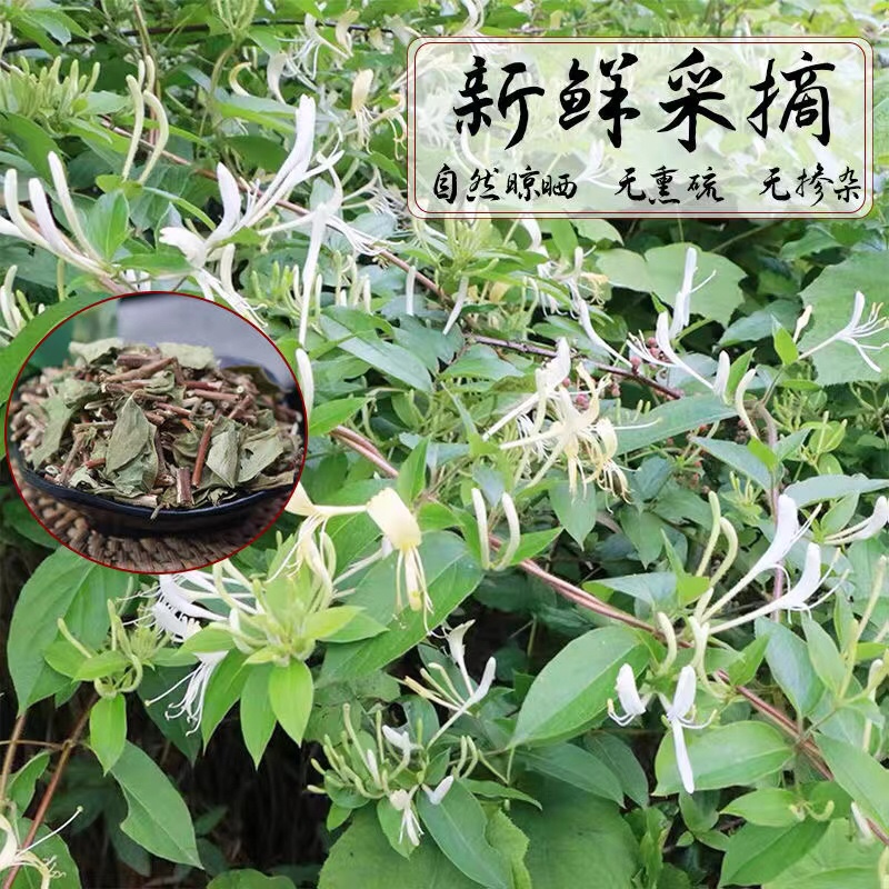 广西金银花：清新宝宝澡，让宝贝享受自然的呵护！