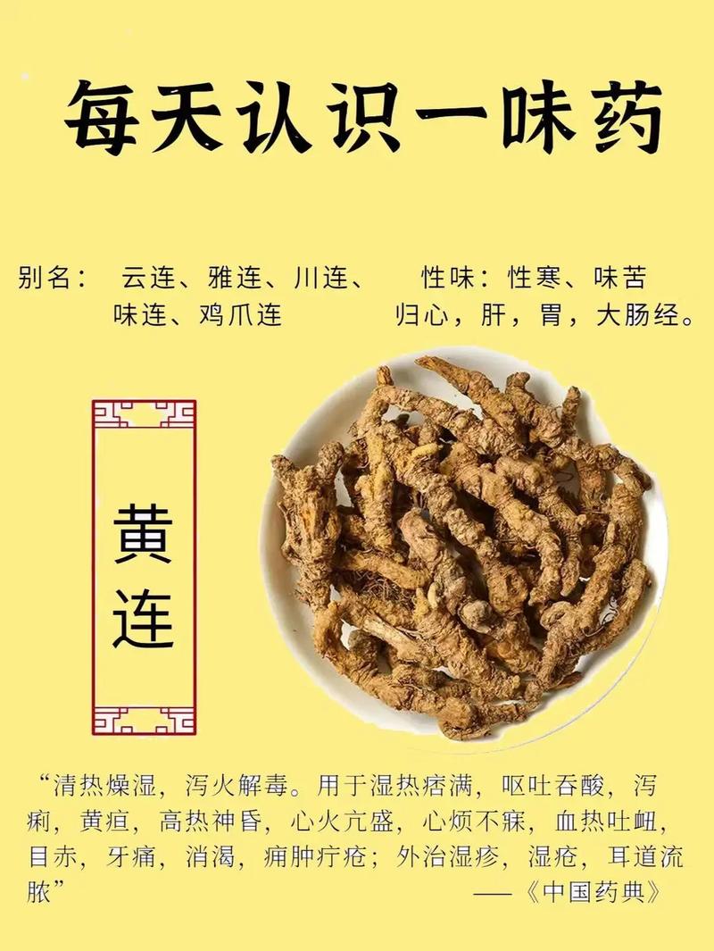 黄连的功效与作用,黄连——传统中药中的清热燥湿佳品