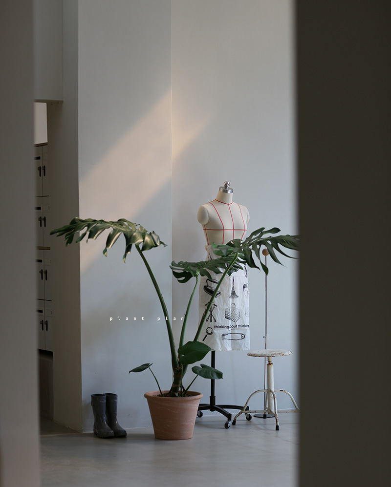 THE ONE | 设计师空间系列：大型龟背竹，一物一拍，多年生植物的美学革命