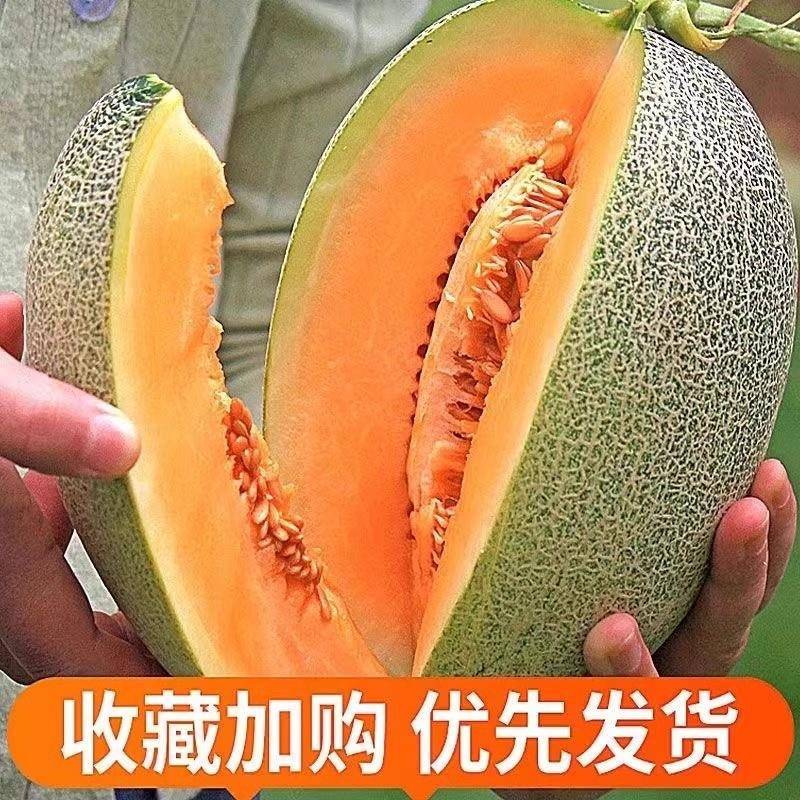 海南哈密瓜西州蜜瓜25号：甜蜜来袭，9斤大满足！