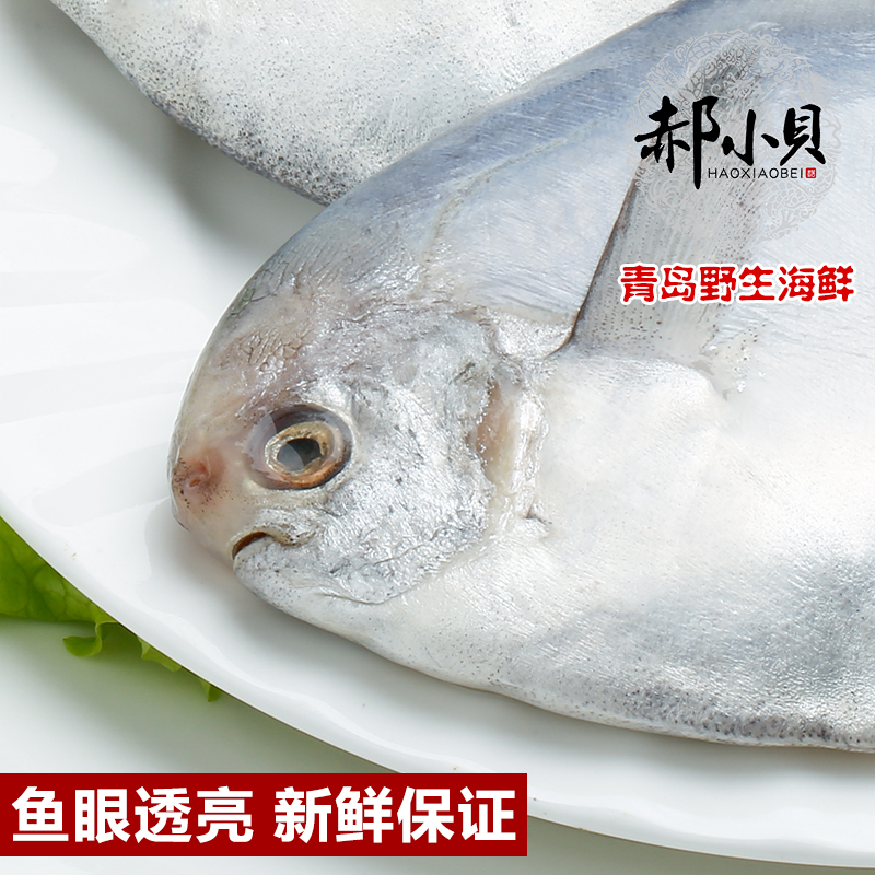 深海白鲳鱼块：如何挑选特大鲜活冷冻鲜银鲳鱼？