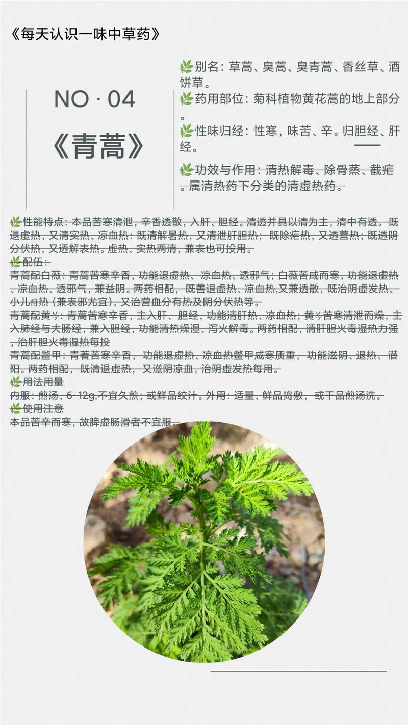 青蒿的功效与作用,古老中草药的现代功效与作用