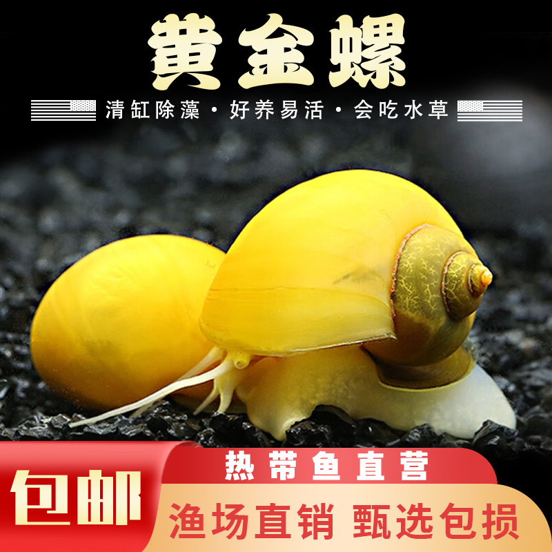 天猫618猜动物是什么？揭秘隐藏彩蛋，你中招了吗？