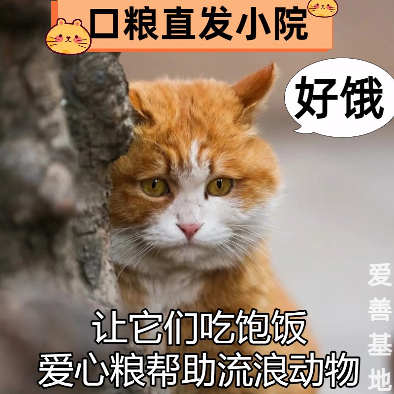 流浪猫狗守护计划：无主动物专项链接粮食直达小院，爱心接力从这里开始！