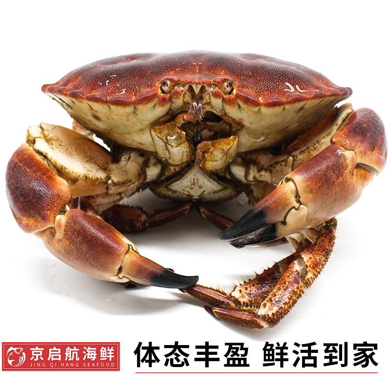 乌鲁木齐全城速递！爱尔兰黄金蟹面包蟹，鲜美直达你的餐桌