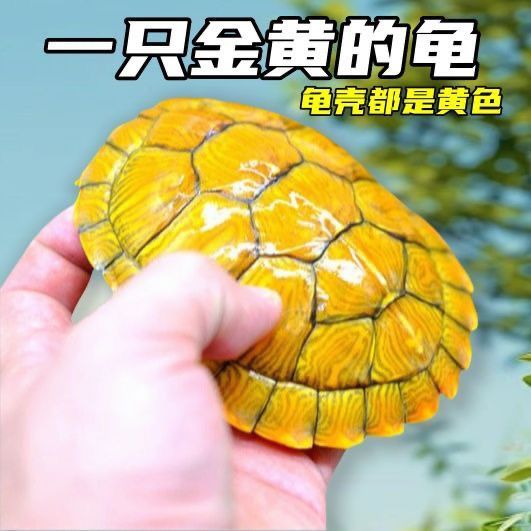 招财纳福乌龟：黄金长寿龟，招财石金龟，发财龟，活体乌龟，你的财运守护神！