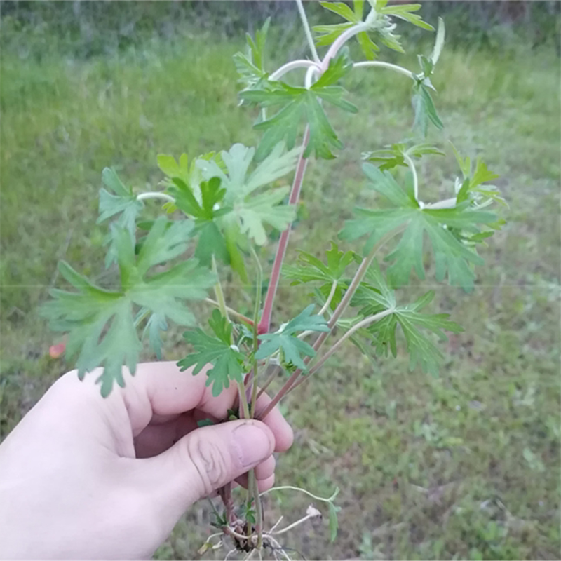 如何选择优质的老鹳草苗？