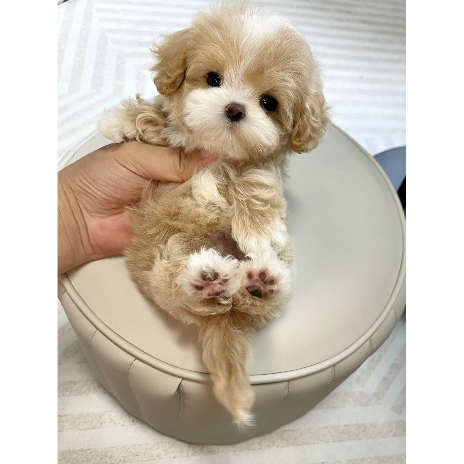 全国发货西施犬幼犬小体茶杯犬马尔泰马尔济斯泰迪熊活体宠物狗舍：寻找你的专属毛茸茸小天使