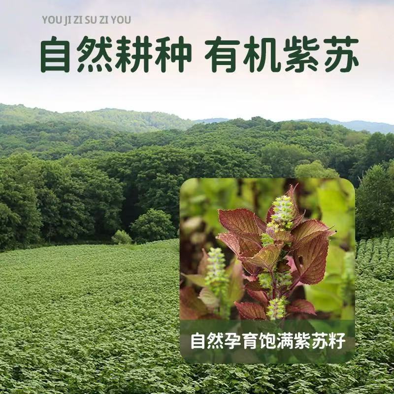 【满2件9折】长白工坊紫苏籽油：解锁自然界的健康密码，你值得拥有！