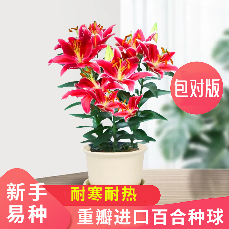 为什么香水百合如此受欢迎？它的魅力在哪里？