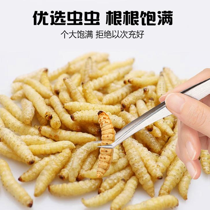 蜜袋鼯零食仓鼠金丝熊粮食冻干蜂蜜虫干松鼠花枝鼠食物增肥营养大揭秘！