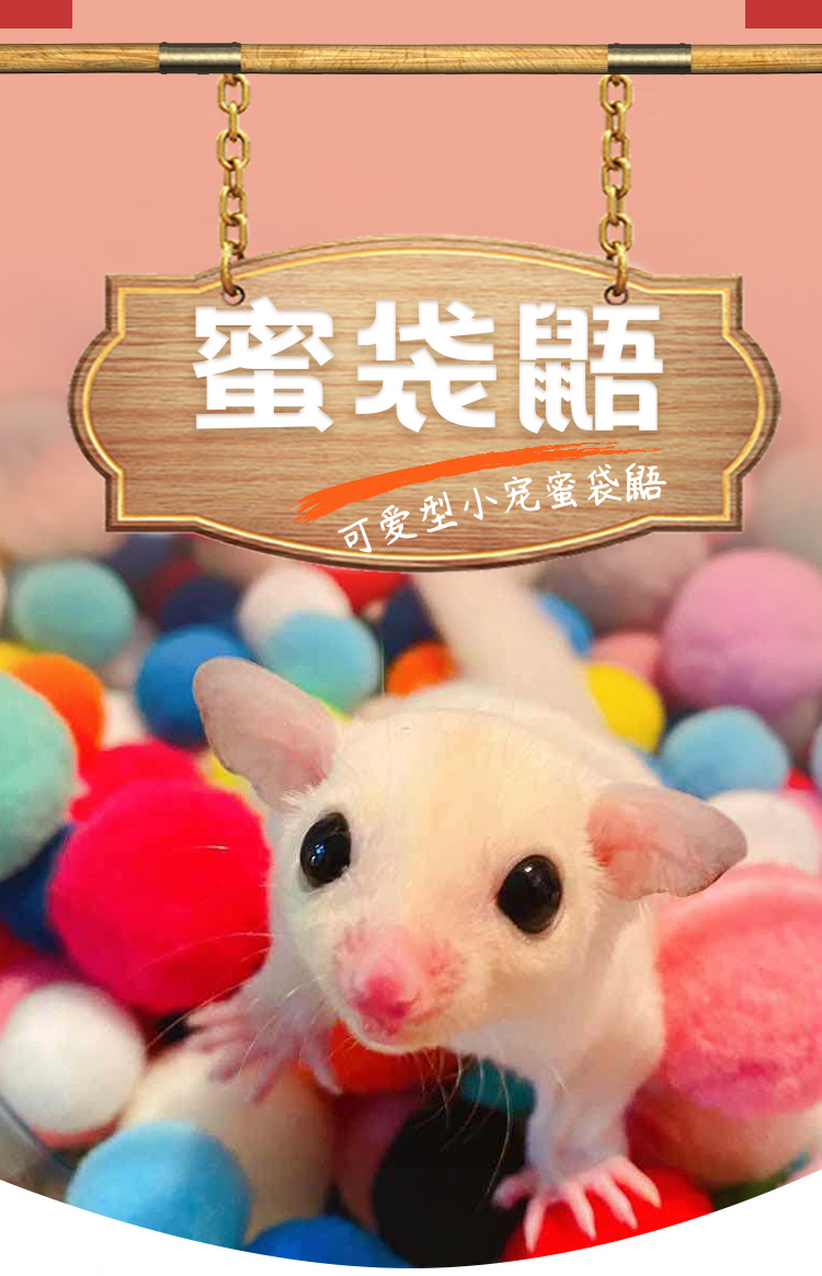 澳洲蜜袋鼯，萌化你心的白脸马赛克宝宝，网红宠儿等你带回家！
