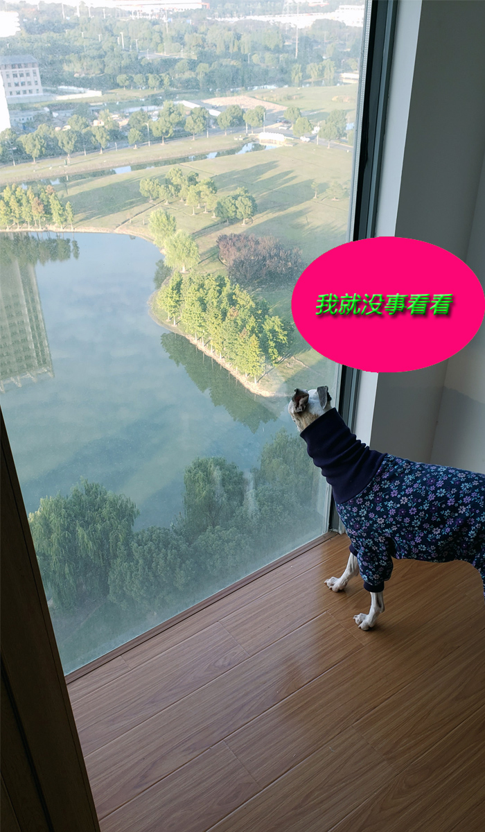 上海家庭宠物寄养：狗狗的五星级假期，无笼散养+接送服务，宠爱到底！