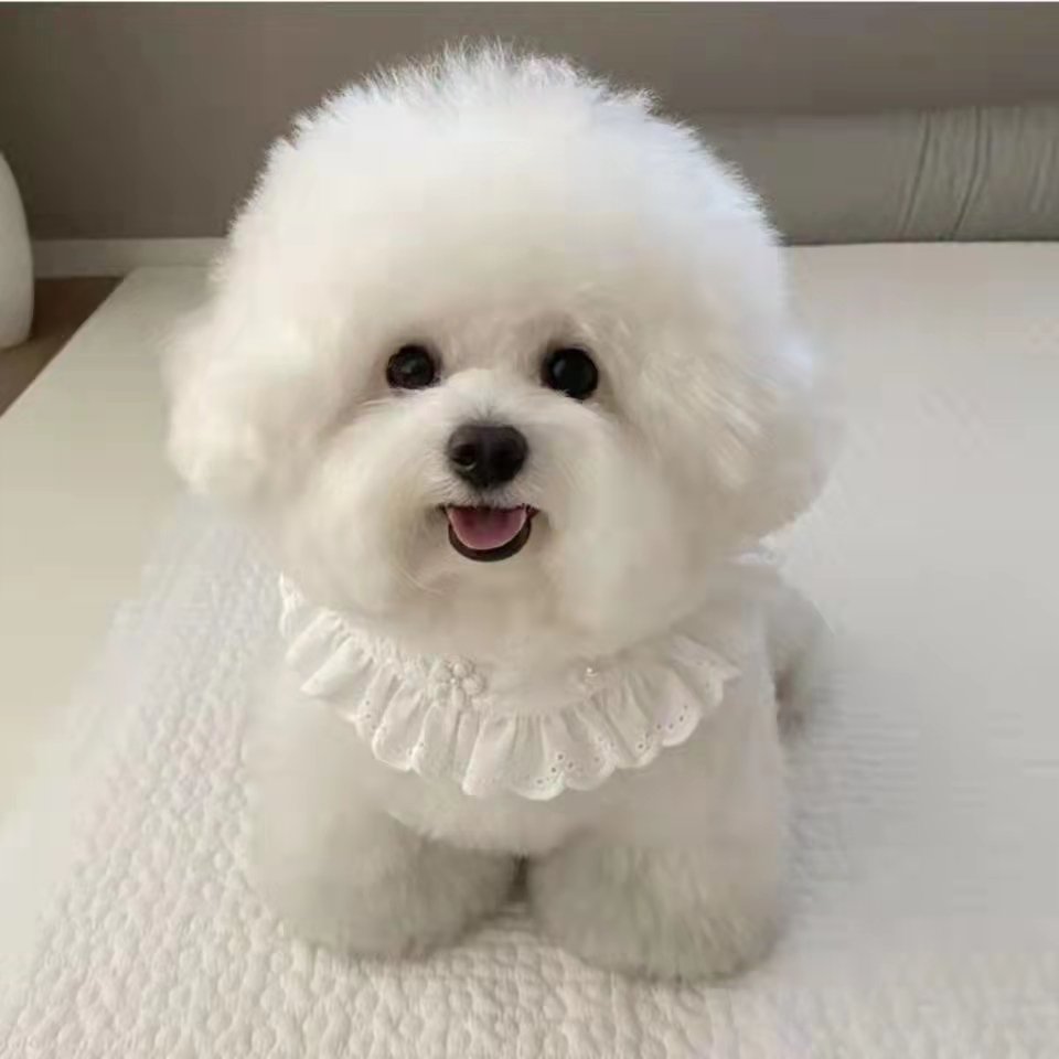 【安徽犬舍】纯种比熊幼犬，萌化你的冬日，白色可爱型法国卷毛小型犬宠物狗狗