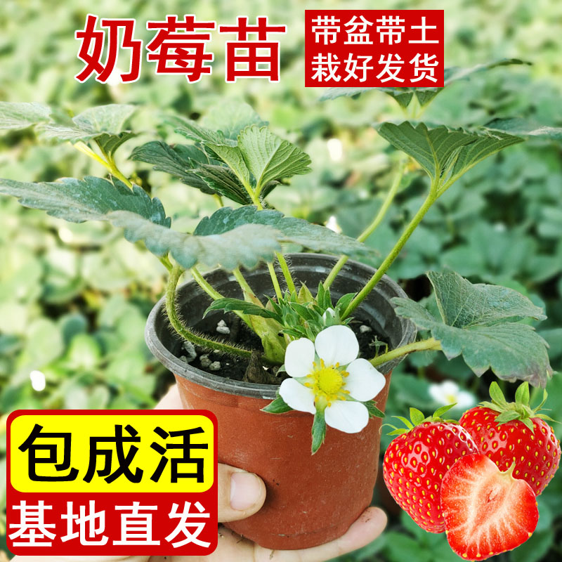 奶油白草莓种子四季盆栽：打造阳台庭院里的甜蜜果园！