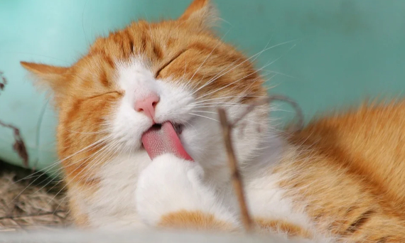 宠物类游戏大全