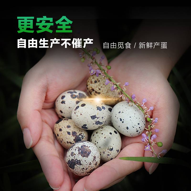 新鲜生鹌鹑蛋，宝宝孕妇辅食首选，140枚装当天产蛋，营养满满！✨