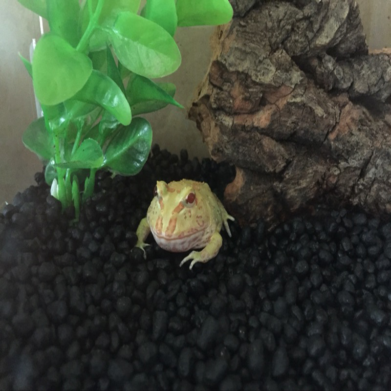 角蛙垫材大揭秘：打造专属的黑泥王国，让宠物角蛙安家落户！