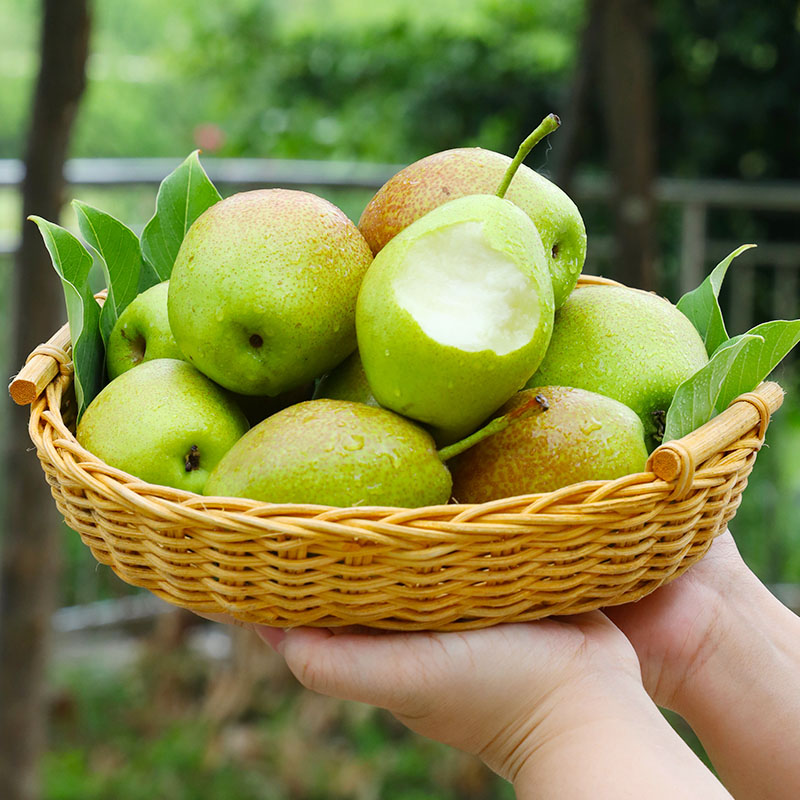 河北红香酥梨：脆甜爆棚，一口一个的甜蜜炸弹！