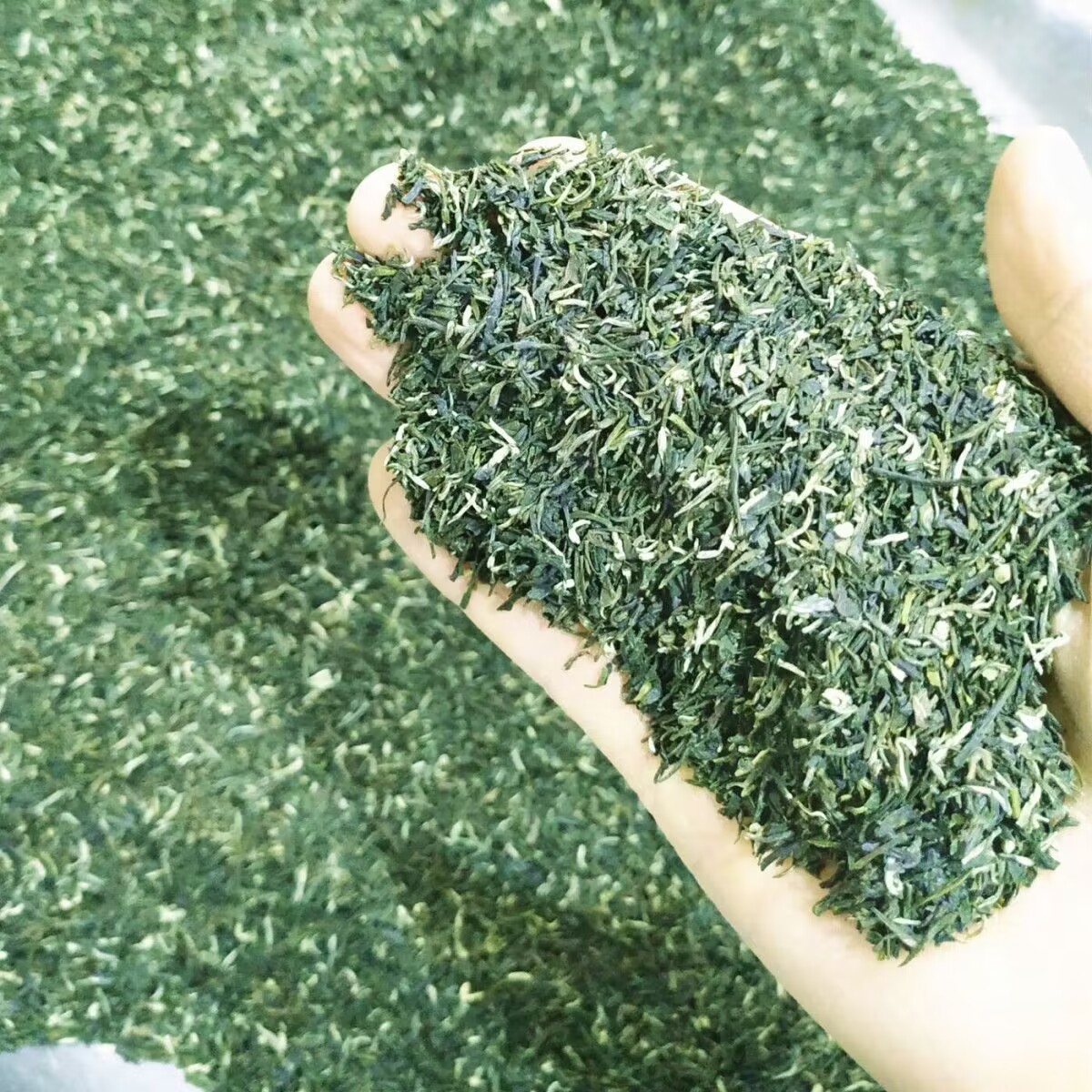 信阳毛尖2025新茶：高山绿茶中的珍稀瑰宝，明前特级碎茶的细腻体验