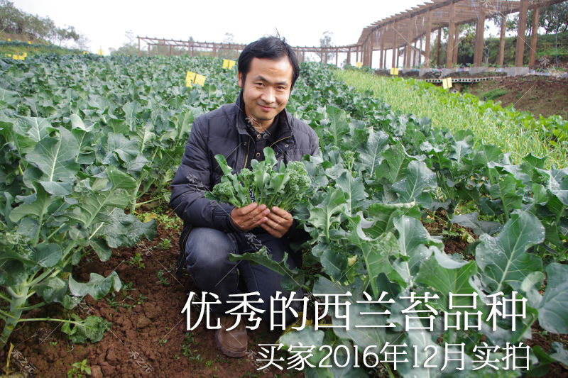 西兰花的秘密：500g小颗西兰花的营养与美味全解析