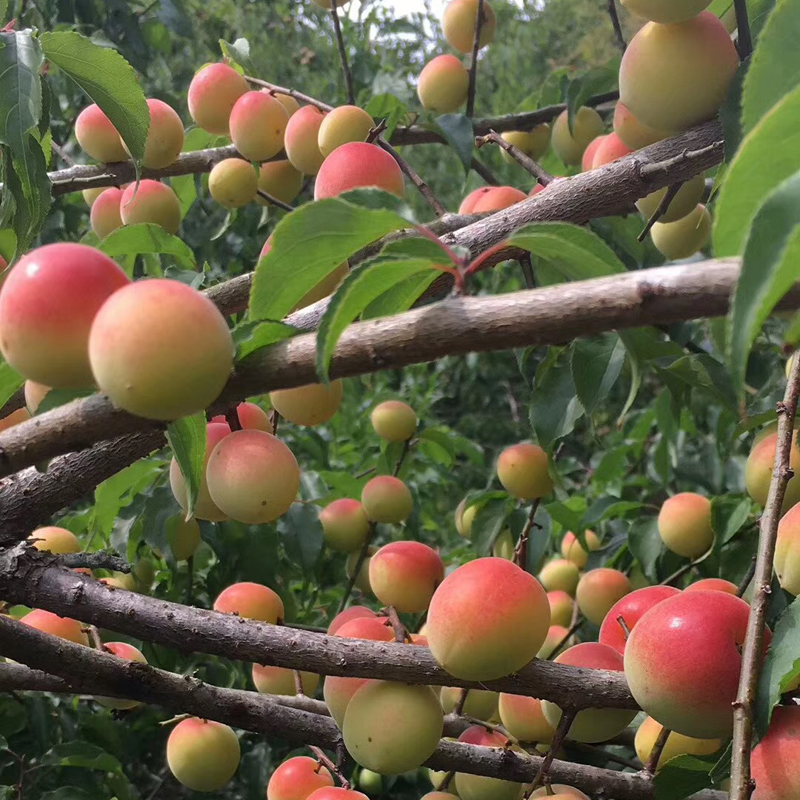 梅小鲜胭脂梅：云南高原红梅泡酒秘籍，酵素梅青梅鲜果5斤大揭秘！
