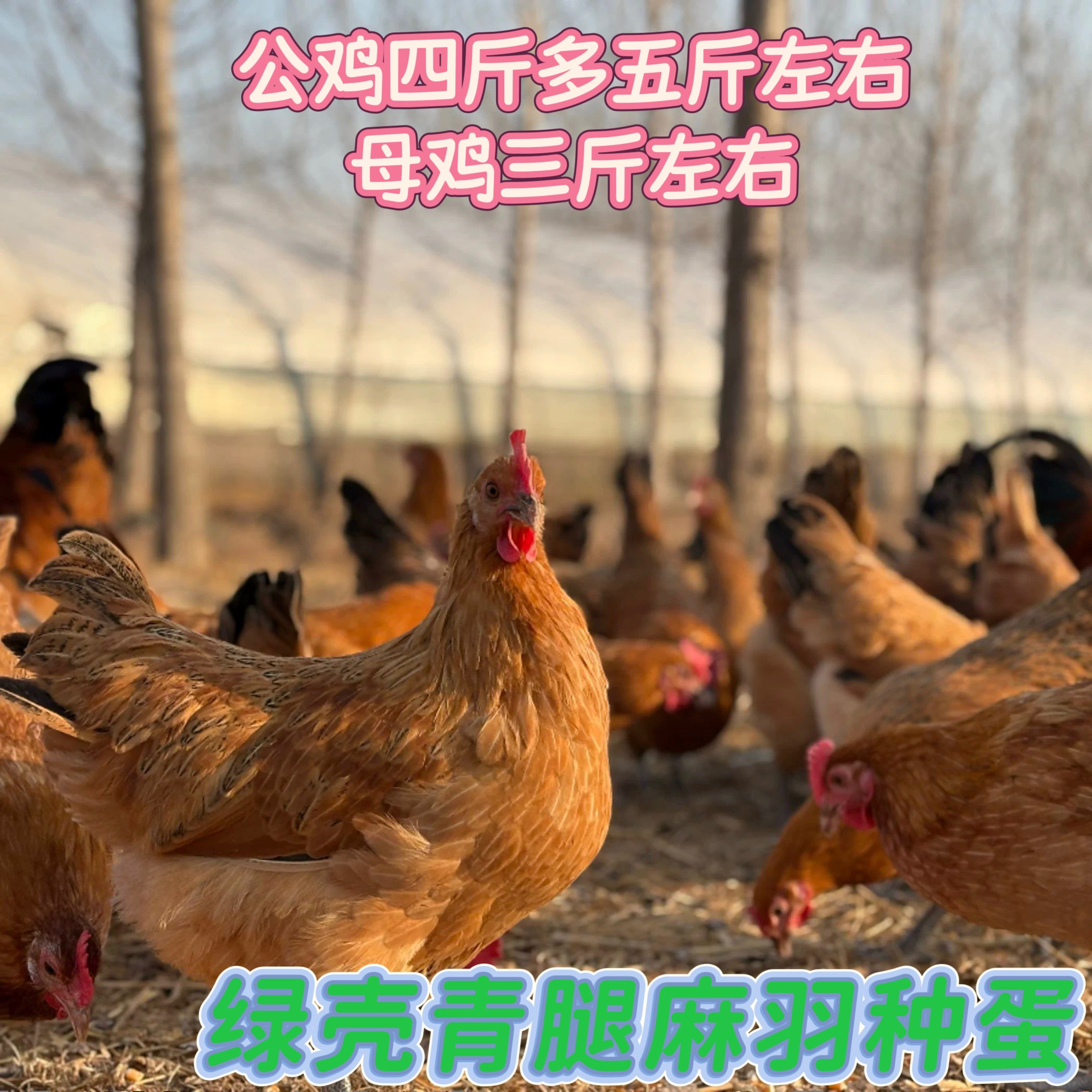 正宗麻羽鸡受精蛋：在家孵化观赏小鸡，享受亲子乐趣与养殖新体验！
