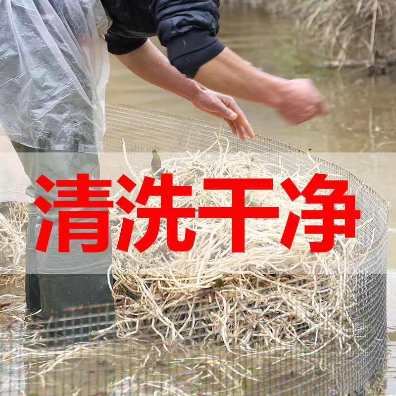 贵州特产农家自然晒干折耳根干货，250g鱼腥草干根凉茶，养生必备神器