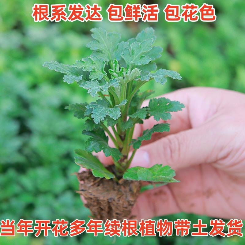 千头菊盆栽花苗：四季花开不停歇，阳台庭院新宠儿