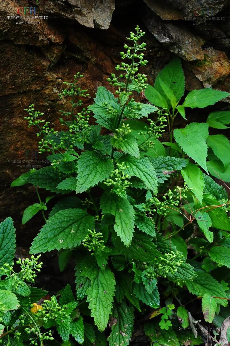 苦玄参图片,苦玄参——大自然的神奇植物