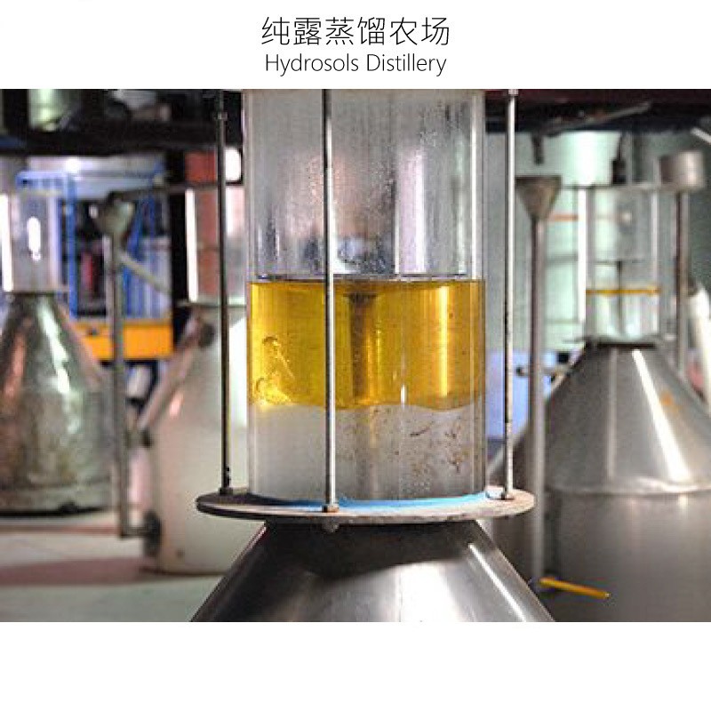 侧柏叶纯露1000ML：植物萃取，守护你的秀发与肌肤！✨