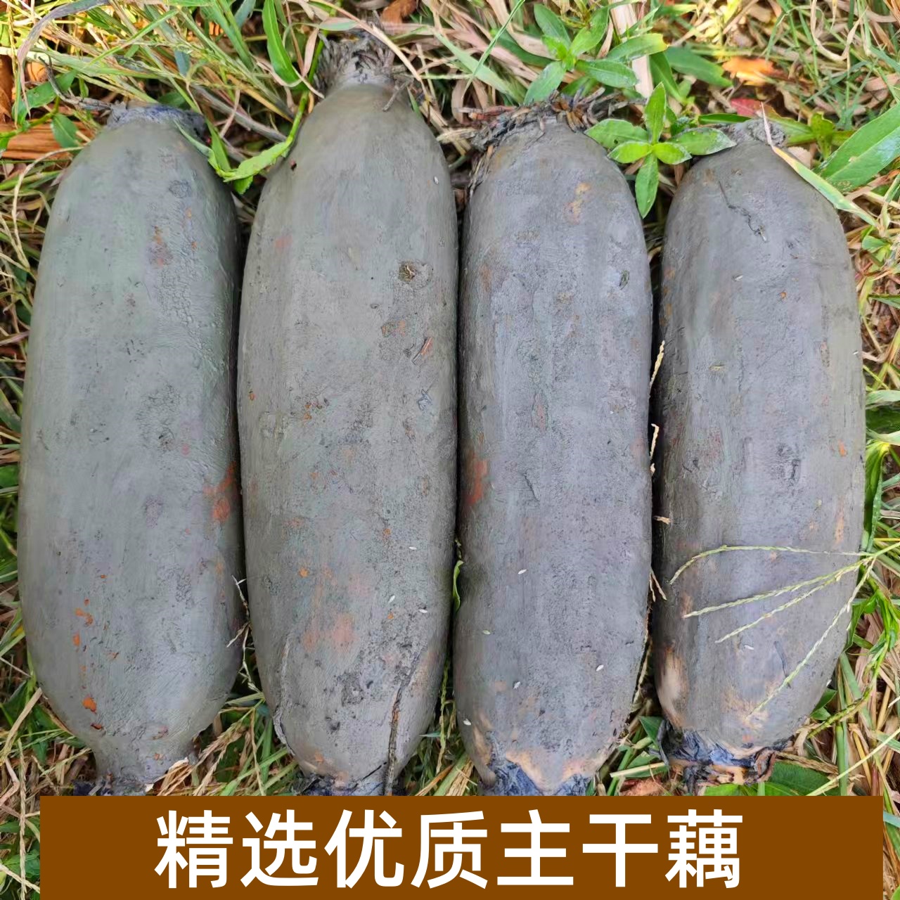 顺丰包邮洪湖煲汤粉藕：鲜嫩美味，让你爱上煲汤的每一刻！蓮藕粉糯香甜，地道农家风味！蓮