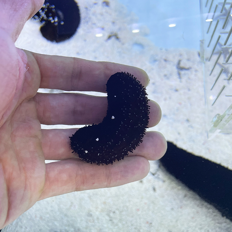 翻砂黑海参红海参海缸翻砂神器！海洋生物养护必备，新手也能轻松上手！