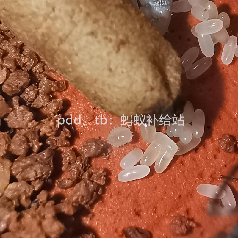 横纹齿猛蚁：25年新后宠物蚂蚁，探索神秘昆虫世界的奇妙之旅！
