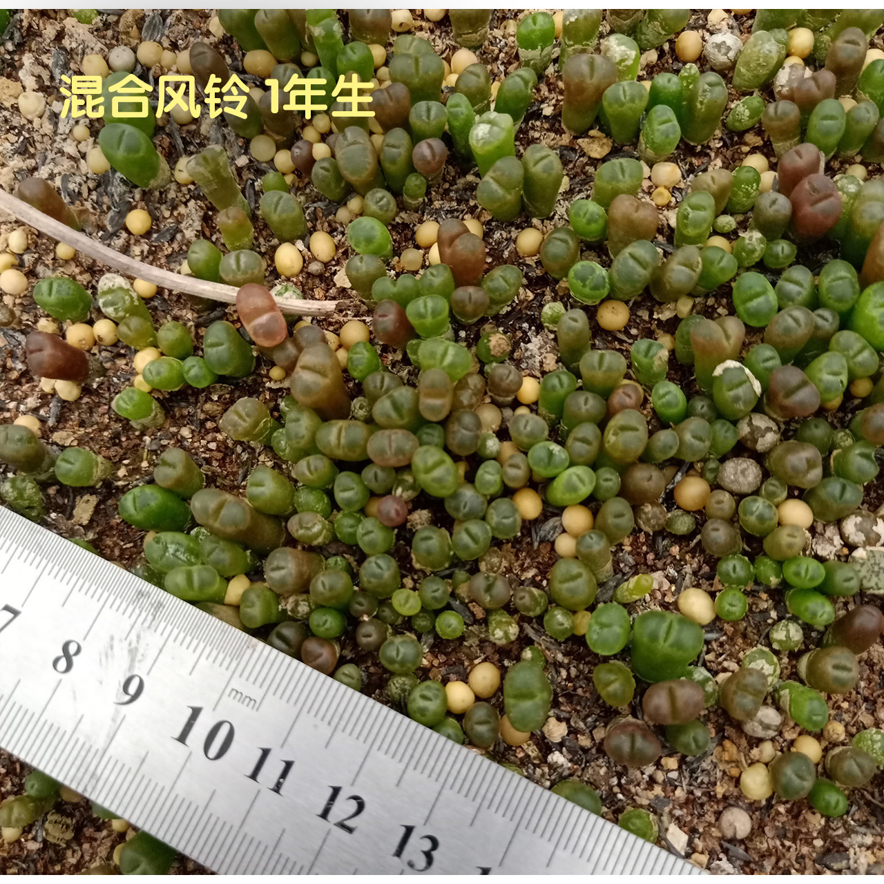 肚包肉：舌尖上的美味，你不可不知的特色美食