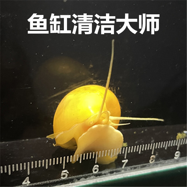 苹果螺：你的鱼缸清洁神器，告别藻类烦恼