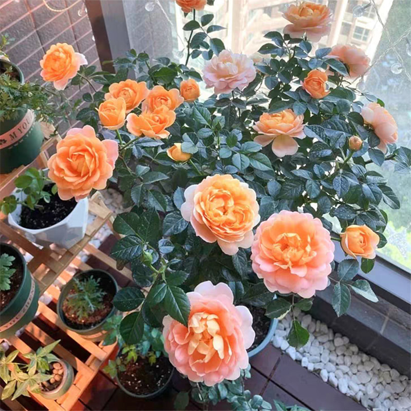 棒棒糖月季树桩月季花苗：打造庭院四季花开的秘密武器！