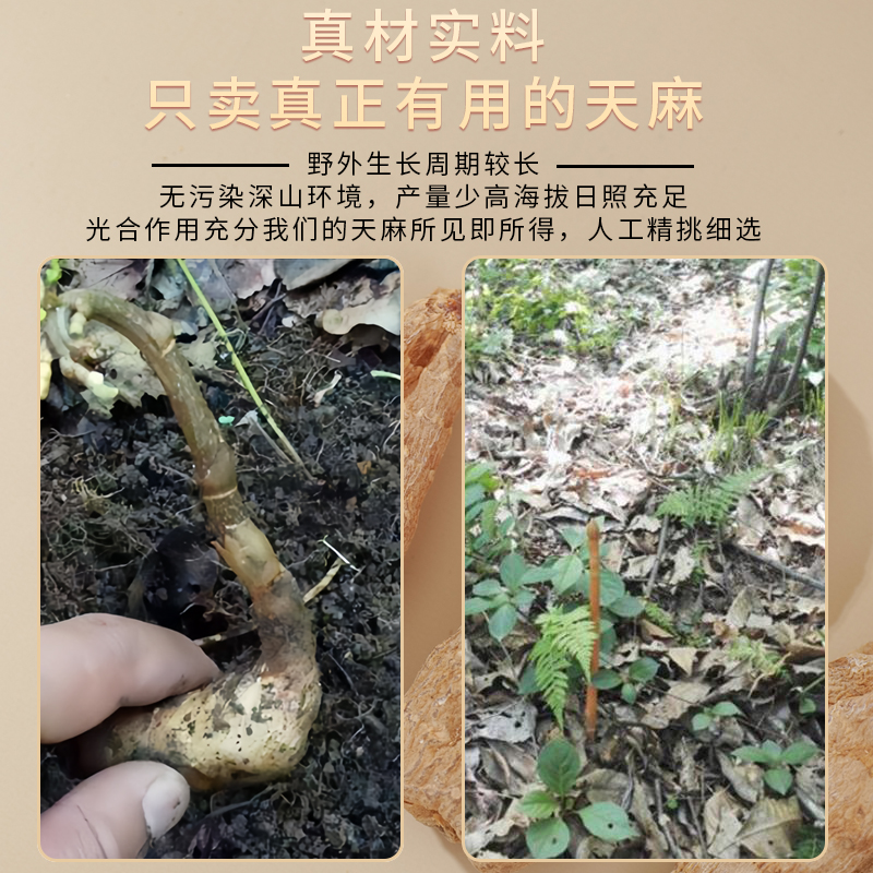 正宗云南昭通天麻：野生大片，自然晒干，养生必备！
