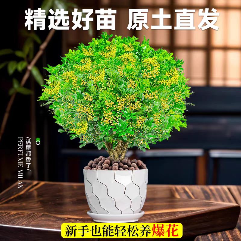 香水米兰花盆栽：室内阳台四季花开，驱蚊绿植好养老桩树苗