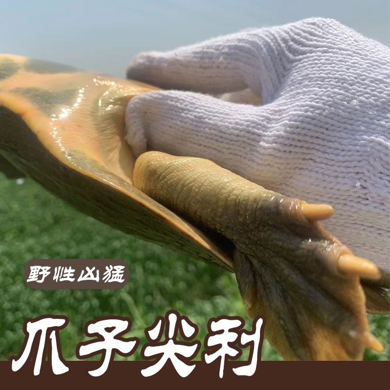 6年外塘生态老鳖：野生风味，鲜美秘诀大揭秘！
