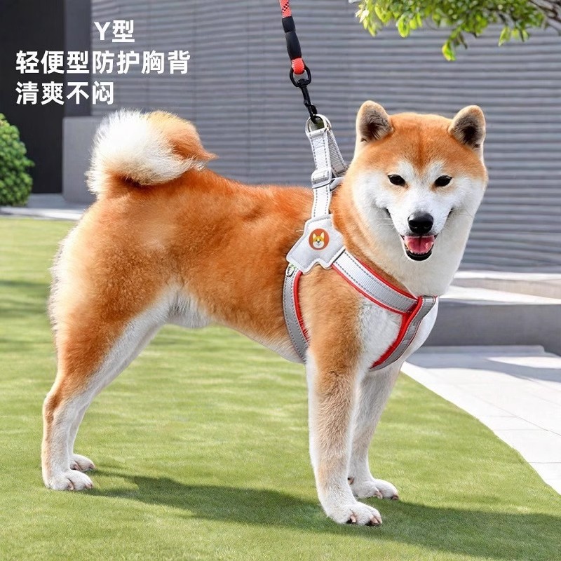 宠物幼儿园大揭秘！北京燕郊大厂狗狗的快乐天堂‍♂️
