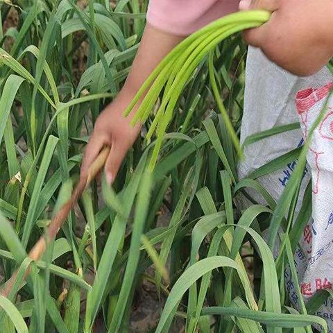 新鲜直达！2025年河南开封杞县5斤蒜苔，原产地直销蔬菜蒜薹大放送！