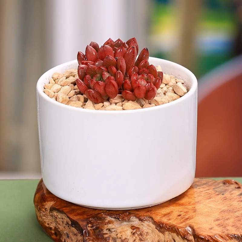 多肉植物组合盆栽太香了！DIY微景观材料包超全，新手也能轻松养出小花园