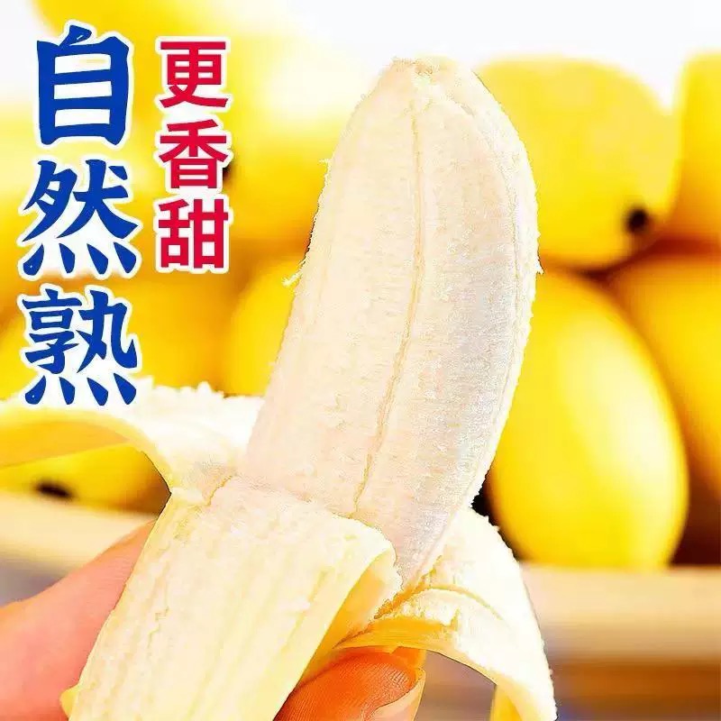 banana_split小米蕉水养大法，催熟速成指南!