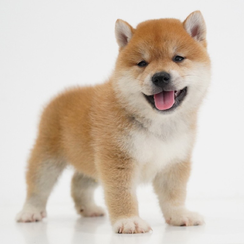 揭秘陕西犬舍：日本柴犬双血统训狗教程，赤黑柴豆柴宠物活体狗狗的训练秘籍！