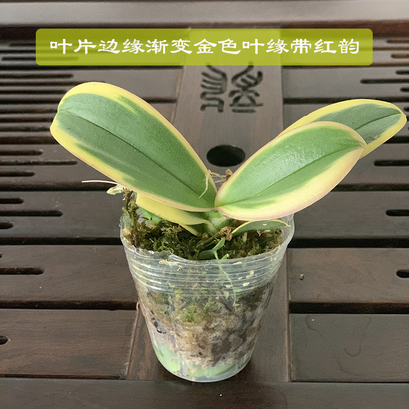 金色池塘欧苗蝴蝶兰盆栽带花带花苞！客厅开花神器，送礼必备！